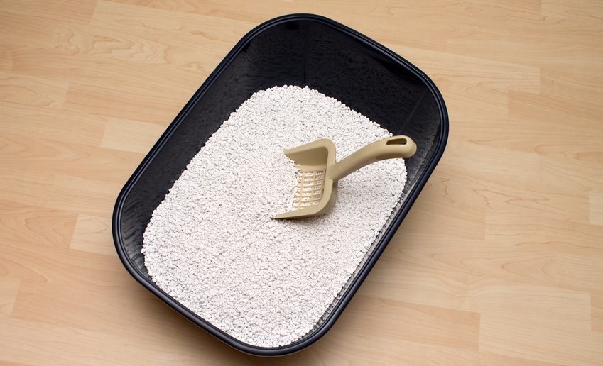 Katzenklohygiene