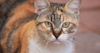 Wie alt werden Katzen? Wie alt werden Katzen?