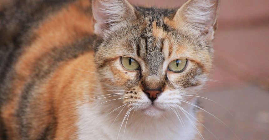Wie alt werden Katzen?