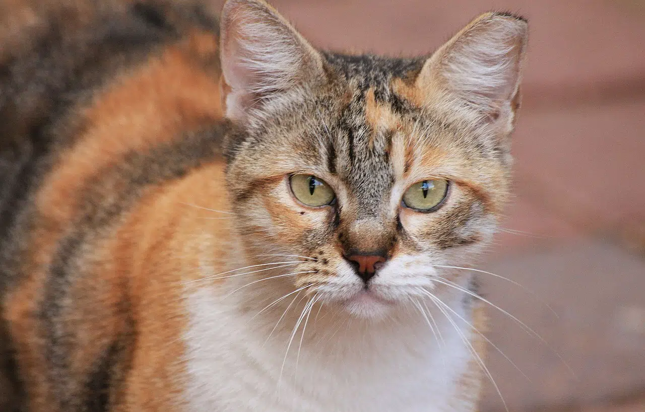 Wie Alt Werden Katzen Katzenkram