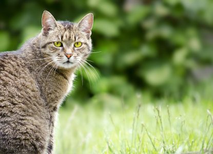 Katzen GPS Sender + Peilsender