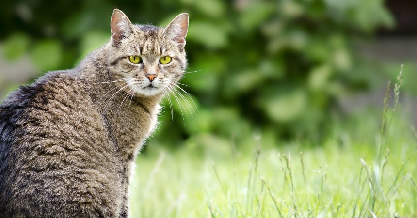 Katzen GPS Sender + Peilsender