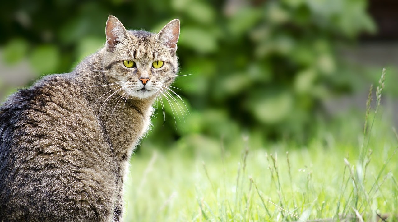 Katzen Peilsender Test