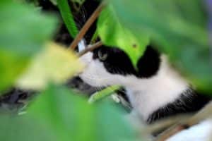Katze entlaufen / vermisst