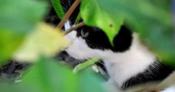 Katze entlaufen – So findest du deine vermisste Katze wieder Katze entlaufen / vermisst