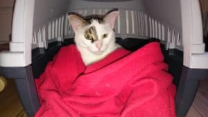 Katze in Transportbox ohne Stress