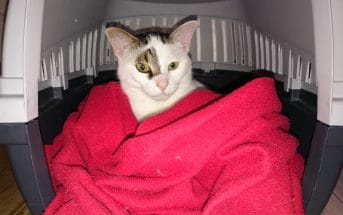 Deine Katze Kratzt An Der Tür So Kannst Du Es Ihr