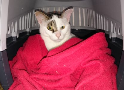 Katze in Transportbox ohne Stress