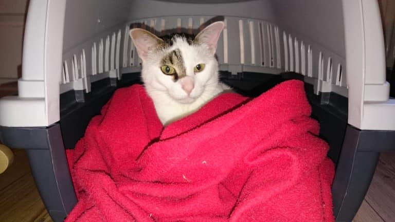 Katze in Transportbox ohne Stress