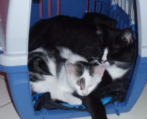 Katzen an die Transportbox gewöhnen