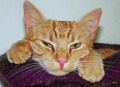 Katzenhaare entfernen