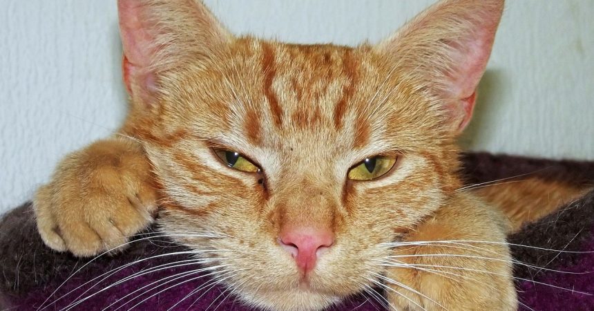 Katzenhaare entfernen