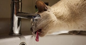Deine Katze trinkt viel mehr Wasser als sonst – was kann die Ursache sein? Katze trinkt viel - Mögliche Ursachen