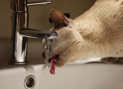Katze trinkt viel - Mögliche Ursachen