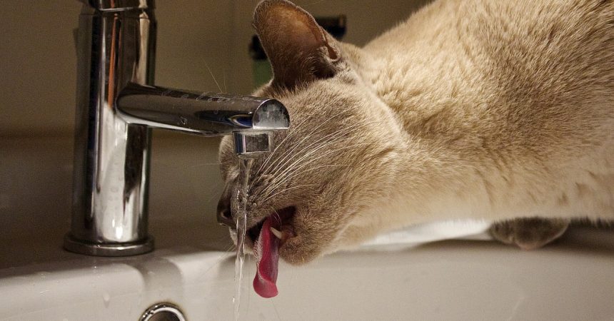 Katze trinkt viel - Mögliche Ursachen
