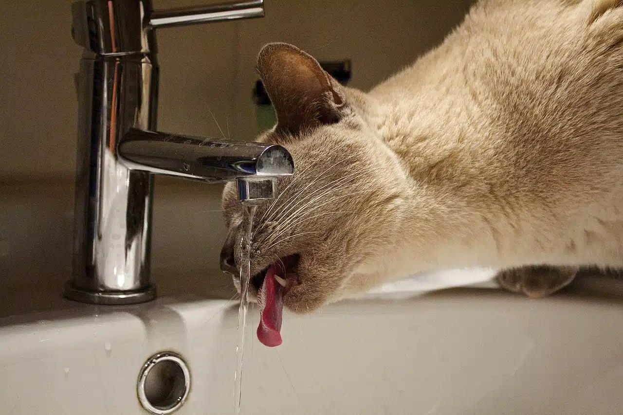 Deine Katze Trinkt Viel Mehr Wasser Als Sonst Mögliche