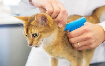 Die Ernährung Von Babykatzen Kitten Auf Feste Nahrung