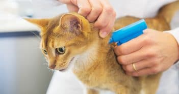 Katzen chippen lassen – Sinn, Kosten und weitere Infos Katzen Chippen / Mikrochip