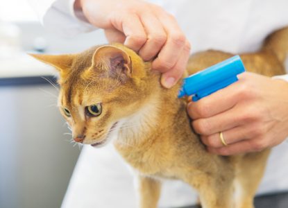 Katzen Chippen / Mikrochip