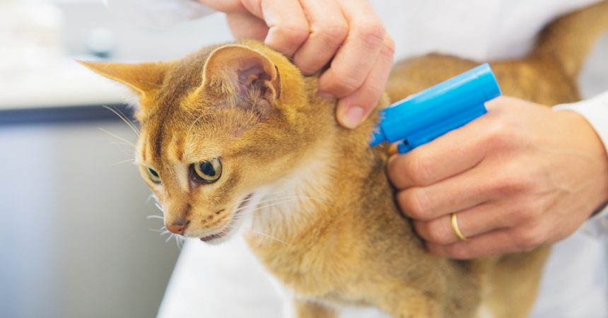 Katzen Chippen / Mikrochip