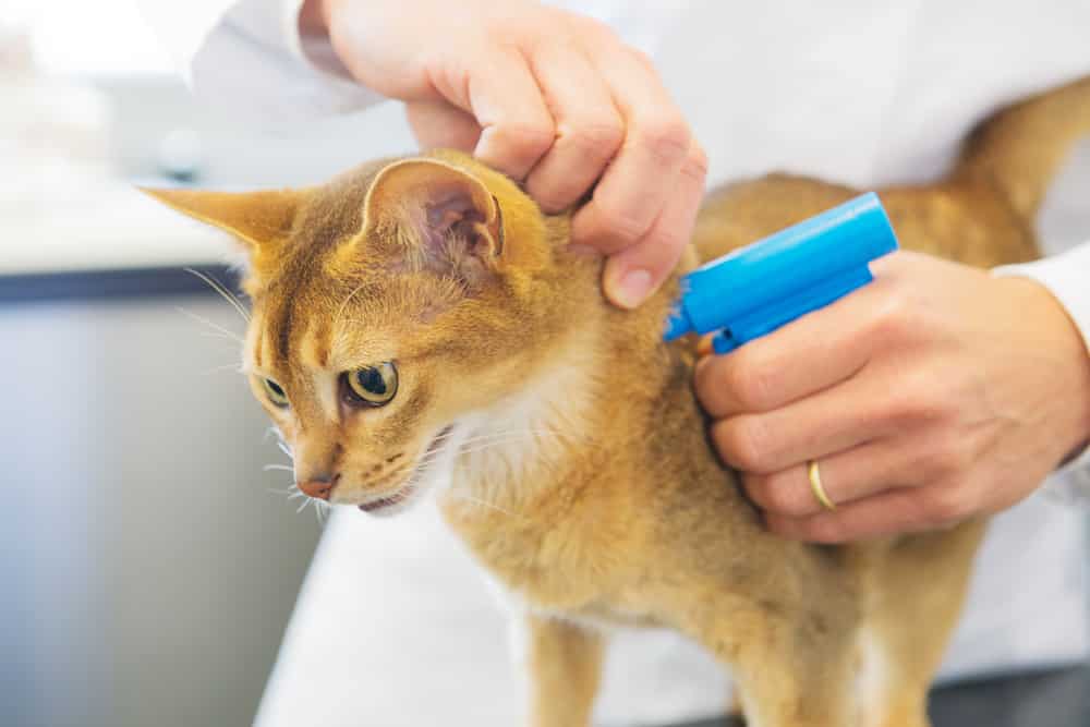 Katzen Chippen Lassen Sinn Kosten Infos