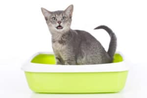 Katzenklo Tipps