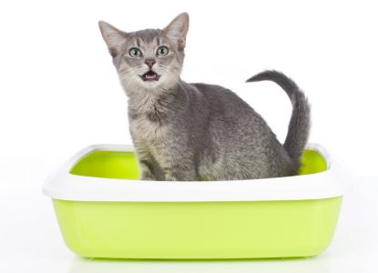 Katzenklo Tipps