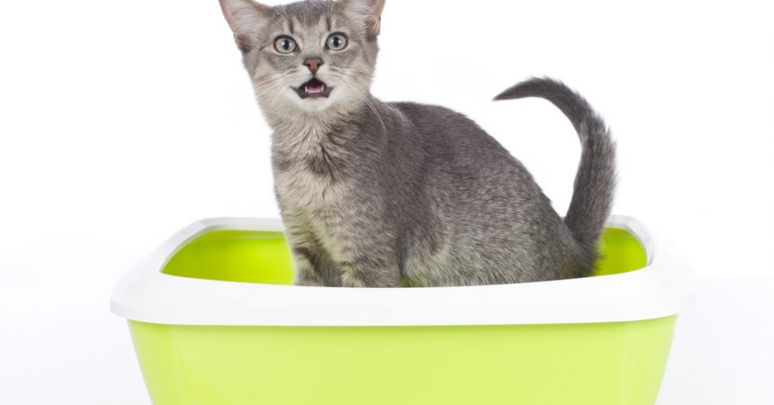 Katzenklo Tipps