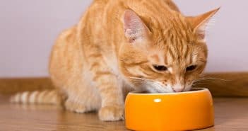 Hochwertiges Katzenfutter erkennen Hochwertiges Katzenfutter erkennen