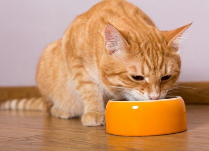 Hochwertiges Katzenfutter erkennen