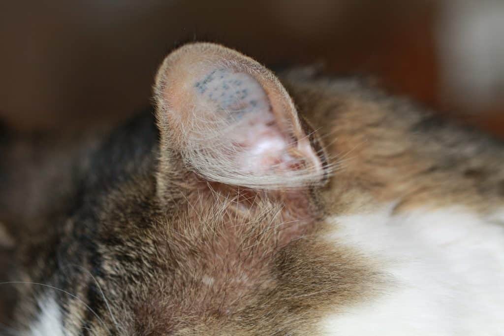 Fiebermessen Katze Ohr