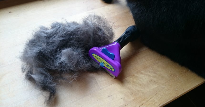 Furminator Katzenhaare
