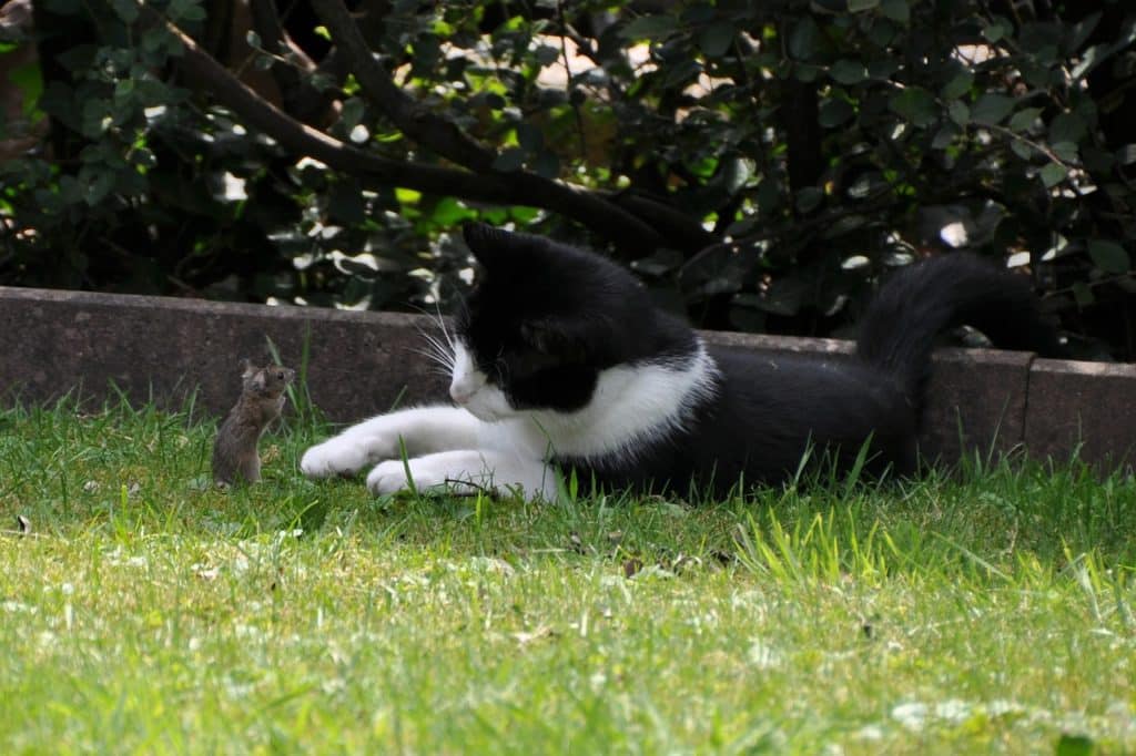 Katze Erbrechen Fremdkörper / Maus