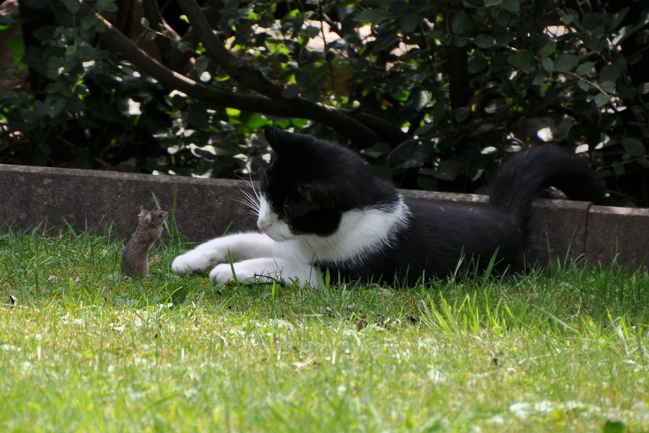 Erbrechen Bei Katzen Wann Zum Tierarzt Wenn Die Katze Erbricht