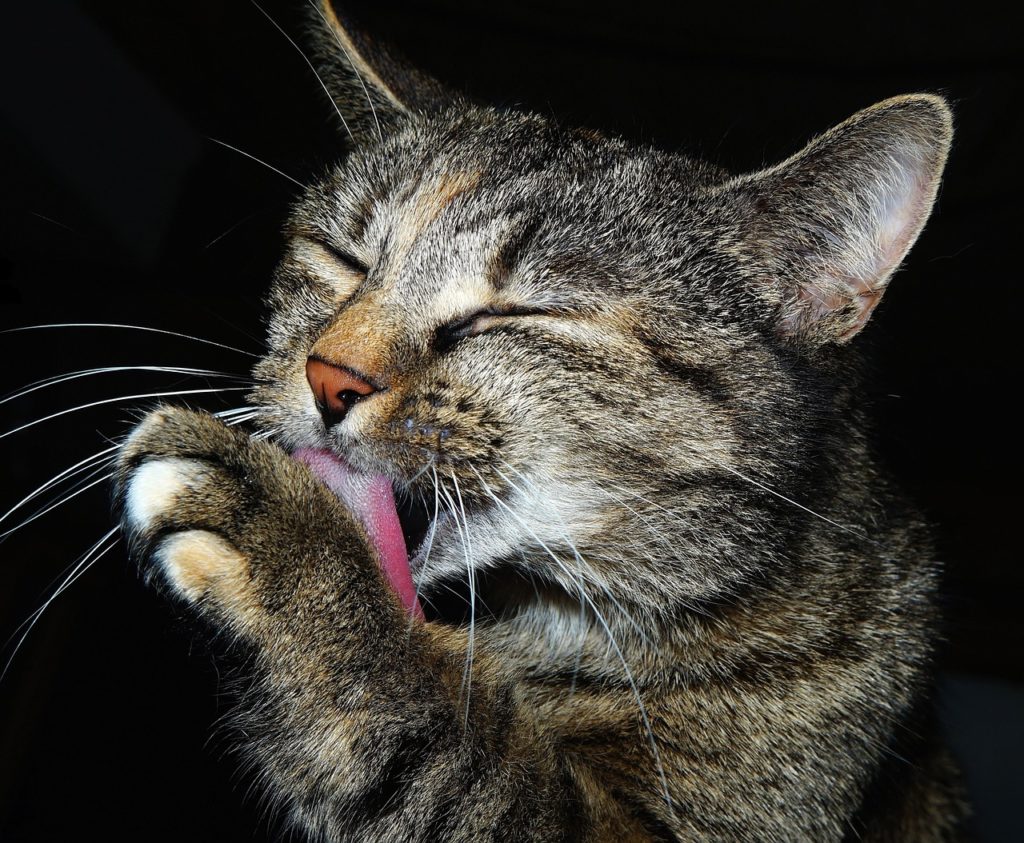 Katze Erbrechen Haarballen