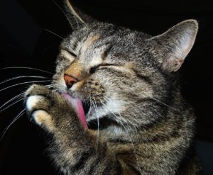 Katze Erbrechen Haarballen