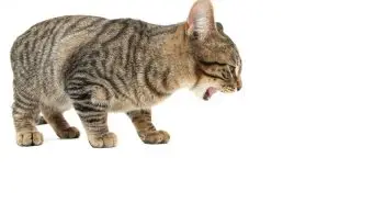 Erbrechen bei Katzen – Ab wann sollte man zum Tierarzt? Katze erbrechen kotzt