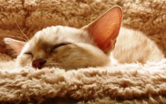 Katze Hat Flöhe Katzenflöhe Bekämpfen Aus Der Wohnung