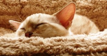 Fiebermessen bei der Katze – so klappt es problemlos Katze Fieber Messen