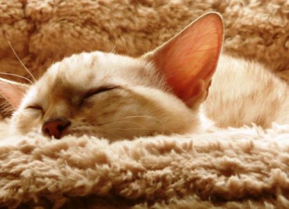 Katze Fieber Messen