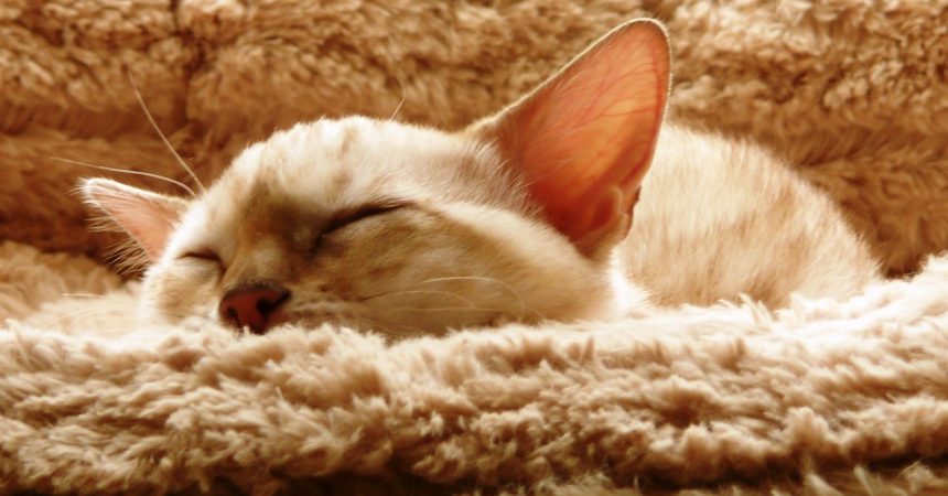 Katze Fieber Messen