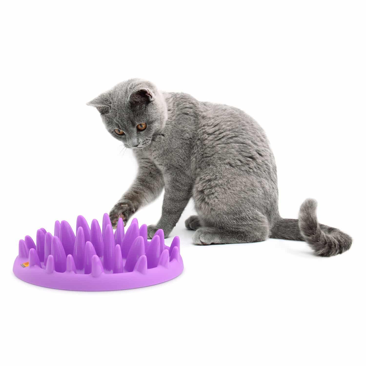 Erbrechen bei Katzen Wann zum Tierarzt wenn die Katze erbricht?