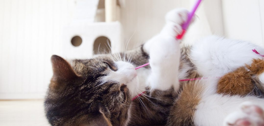 Katze aggressiv - kratzt und beißt