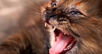Wenn deine Katze kratzt und beißt – Das kannst du gegen Aggressivität bei Katzen machen Katze beißt und haut / Aggressivität bei der Katze