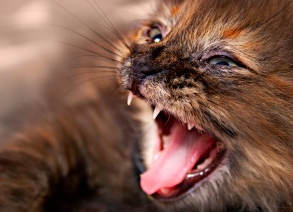 Katze beißt und haut / Aggressivität bei der Katze
