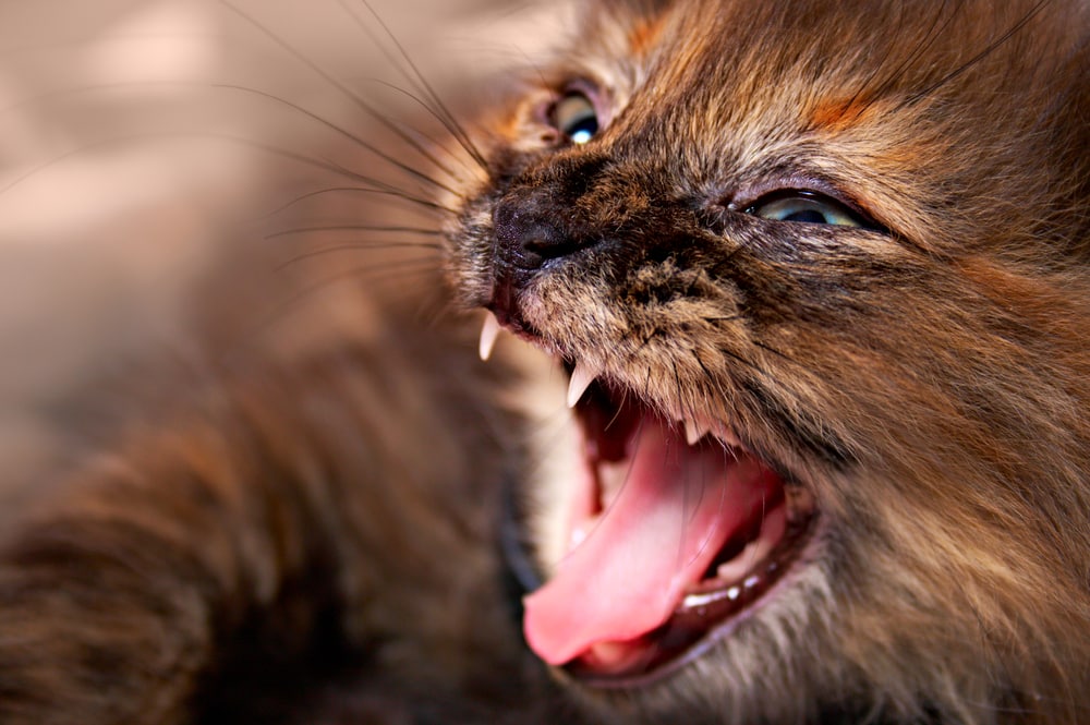 Katze beißt und haut / Aggressivität bei der Katze