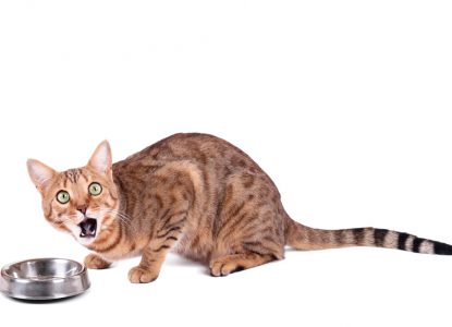 Katze schlingt