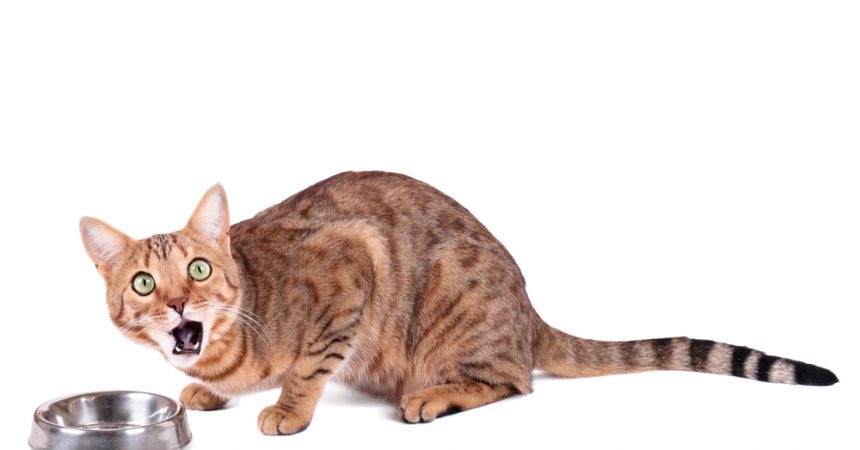 Katze schlingt