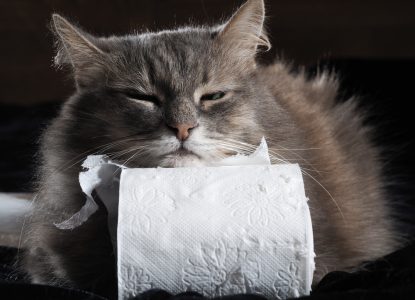 Durchfall bei Katzen