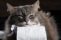 Erbrechen Bei Katzen Wann Zum Tierarzt Wenn Die Katze Erbricht